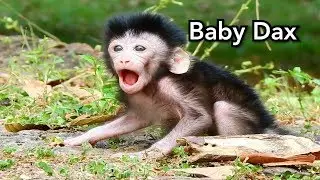 No Cry Breaking Heart! How To Cute Adorable Baby Monkey Dax Open Big Mouth and Strong Walking