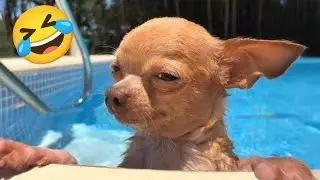 Funniest Animal 2026 😂 Funny Fail Videos😂TRY NOT TO LAUGH 😄 Fail Compilation 😂|