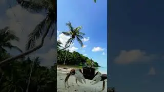 Crabs Crawling at the Beach | by non copyright videos