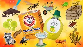Baking Soda & Lemon Juice Uses -13 Genius Garden Hacks & Pest Control &ndash; You&rsquo;ll Wish You Knew Sooner!