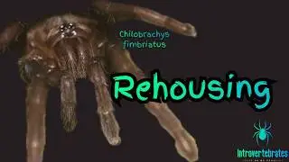 Rehousing My Chilobrachys fimbriatus