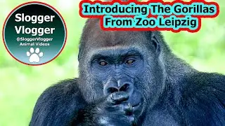 Introducing The Gorilla Troop From Zoo Leipzig (more info in the description)