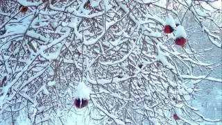 Jesus Christ, the Apple Tree &mdash; Choir of St John's College, Cambridge