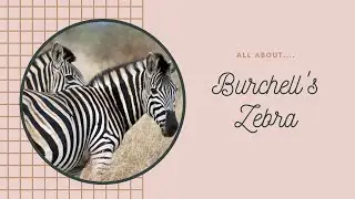 Burchell's Zebra facts 🦓 only zebra which may be legally farmed 🐄