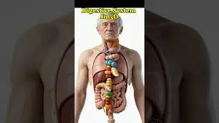 What Happens Inside Your Stomach? Watch This!