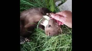 Stone marten