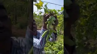 Ivy Gourd Plantation #shorts #food #plants #ivy #foodcircle #farming #farmer #fruit #reels