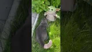 Кошка и пришелец👽  Alien visitor  #猫 #love #cat #котики #весело #приколыскотами #shorts #fannyvideo
