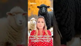 🌤️ האם אתם הכבשה השחורה של המשפחה? מהי הכבשה השחורה בעצם? #shorts