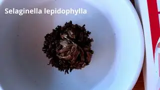 Resurrecting a S. lepidophylla 