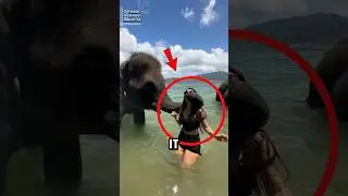 НИКОГДА не плавайте со слонами на пляже‼️😱🐘