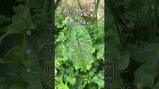 Witchcraft with Weeds #witchcore #shorts  #witchy