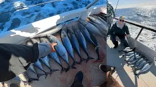 SoCal Bonito Bite Wide Open! 1/2 Day AM Sportfishing from San Diego