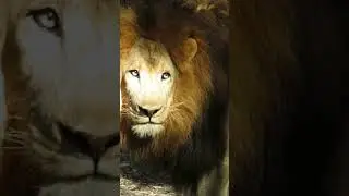 Lion Feeding | Busch Gardens Florida | #shorts