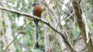 Amazonian Motmot (Momotus momota) Tarapoto - San Mart&iacute;n