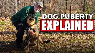 Dog Puberty Guide: Fear Stages and Training Mistakes to Avoid