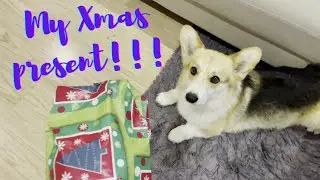 My Dog unwrapping his Christmas Present