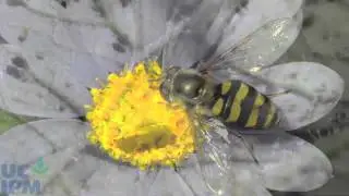 &iexcl;Insectos devoradores de &aacute;fidos en acci&oacute;n!
