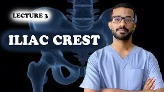Iliac Crest in Human Hip Bone Anatomy