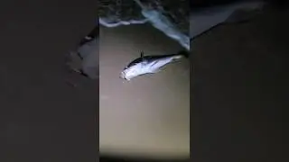 Our first legal jewfish (mulloway) #fishing #beachfishing #jewfish