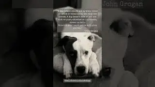 The Spiritual Power of Dogs: How They Can be Catalysts for a Spiritual Awakening