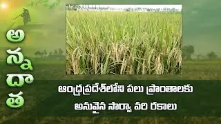 ఆంధ్రప్రదేశ్‌లోని పలు ప్రాంతాలకు అనువైన సార్వా వరి రకాలు | Important Kharif Paddy Varieties for A.P