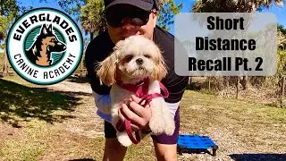 Short Distance Recall Pt. 2 | Shih Tzu | Dog Training | Naples FL