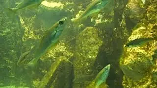 Lieus jaunes (Pollachius pollachius) au Marinarium de Concarneau