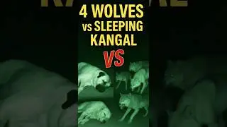 Sleeping Kangal vs 4 Wolves 😱Unstoppable Shepherd Protector!
