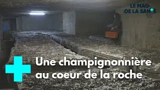Une carri&egrave;re pour faire pousser les champignons - Le Magazine de la Sant&eacute;