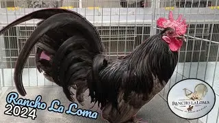 Criadero Rancho La Loma,los mejores pollos de Jalisco
