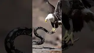 Ai Animated Snake ans eagle fight scene 😵😵 #shorts #short