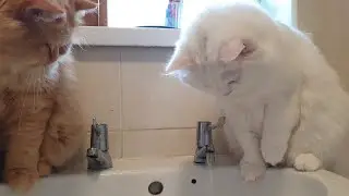 Perdoll Cat Mesmerized By Running Water