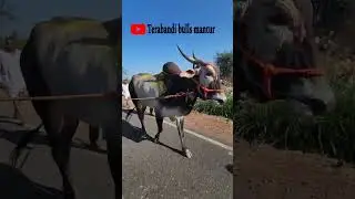 #terabandirace #bull #viralshorts #viralvideo #viralreels #trendingshorts #trending #travel #trend