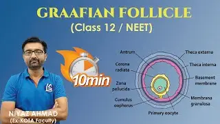 Structure of Graafian Follicle | Female Reproductive System | Human Reproduction | Class 12 | NEET