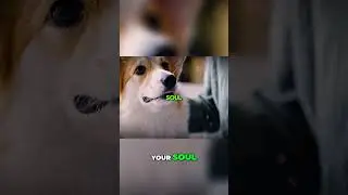 Dog's Intense Stare: Adoration or a Secret Agenda