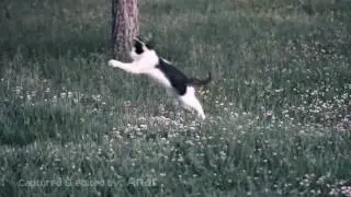 Playing cat - canon 550D - 100mm macro lens