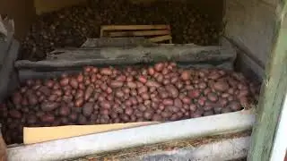 30.08.25 Збір урожаю картоплі | Есмі, Алюетт, Сувенір Чернігівський, Констанс