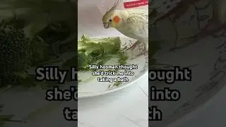 She Thought She&rsquo;d Trick Me into a Bath! #cockatiel #cockatiellife