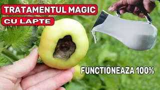 Tratamentul MAGIC pentru Carenta de Calciu si Inflorire la Tomate (100% FUNCTIONAL)