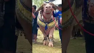 Why shiekhs sacrifice of big animals at eid ul adha❔#shortsvideo