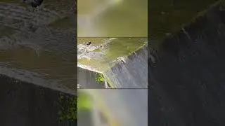 Mother Duck Fights Off Crow to Save Her Ducklings!