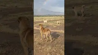 Gureh Pehjdar vs Kangal Sila #shorts