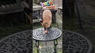 CUTE FOX 🦊🦊EGG TAKEAWAY🎈🎈🎈