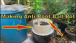 Making an anti-root ball pot             #fruit #orange #orangejuice #garden #gardening #orangetree
