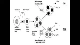 Hypersensitivity (type 1 part 1b)