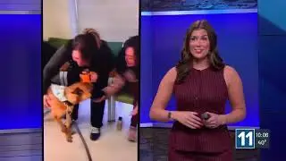 NEW VIDEO: Colorado Springs K9 Roam cleared for normal activities months after stabbing
