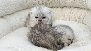 Beautiful Scottish Fold 3 weeks old Kittens