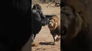 Best battle ever! #next#gorilla #lion #animalbattle