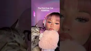 The First Ever Cat ASMRtist 😽✨ #tingles #cute #cat #asmr #purr